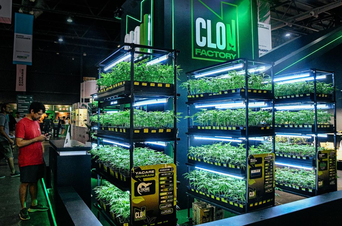 Stand de semillas y esquejes de cannabis en Expo Cannabis, con criadores locale